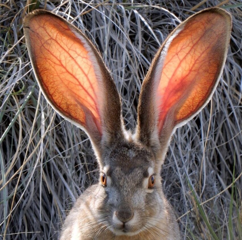 16  животных, которых природа наградила знатными ушами