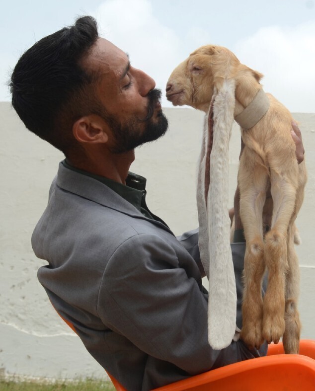 В Пакистане родился козлёнок с самыми длинными ушами в мире