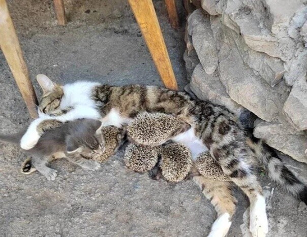 В Ростовской области кошка выкормила ежат, у которых погибла мама
