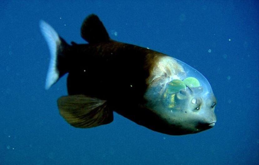 15 реально существующих созданий с океанского дна