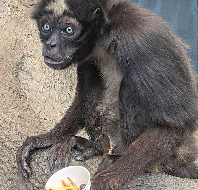 Самый старый паукообразный примат в мире отметил 60-летие