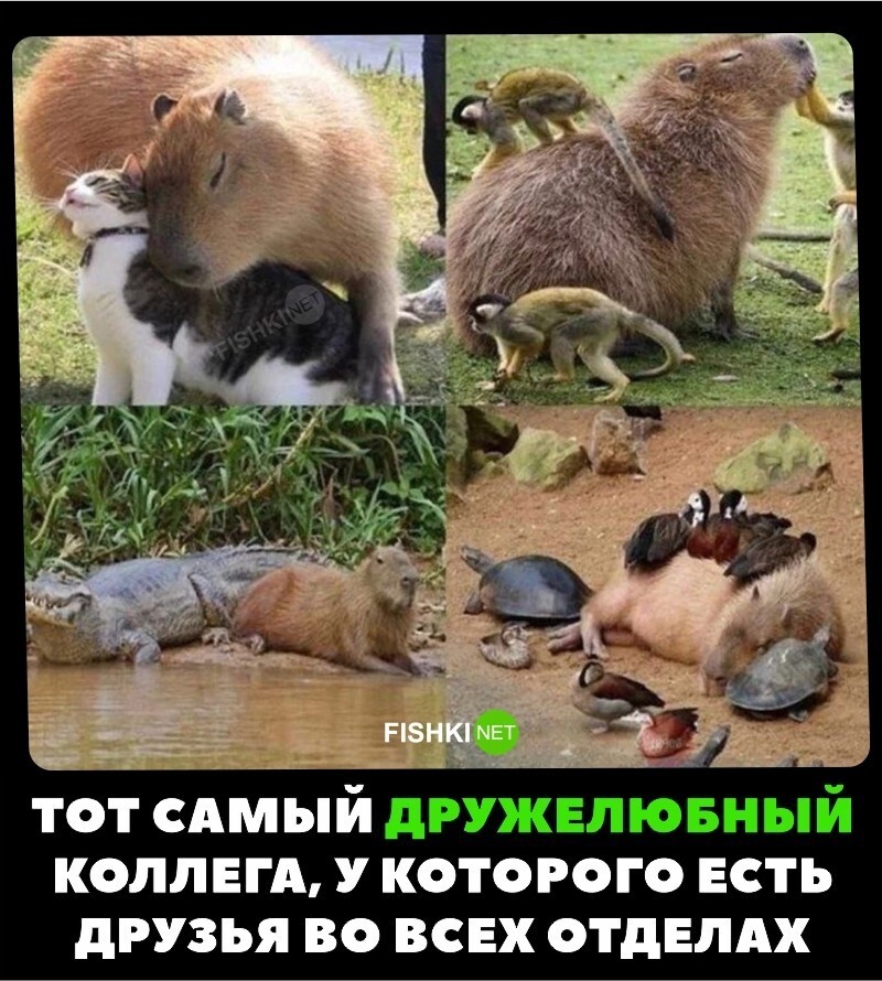 У всех есть такой?