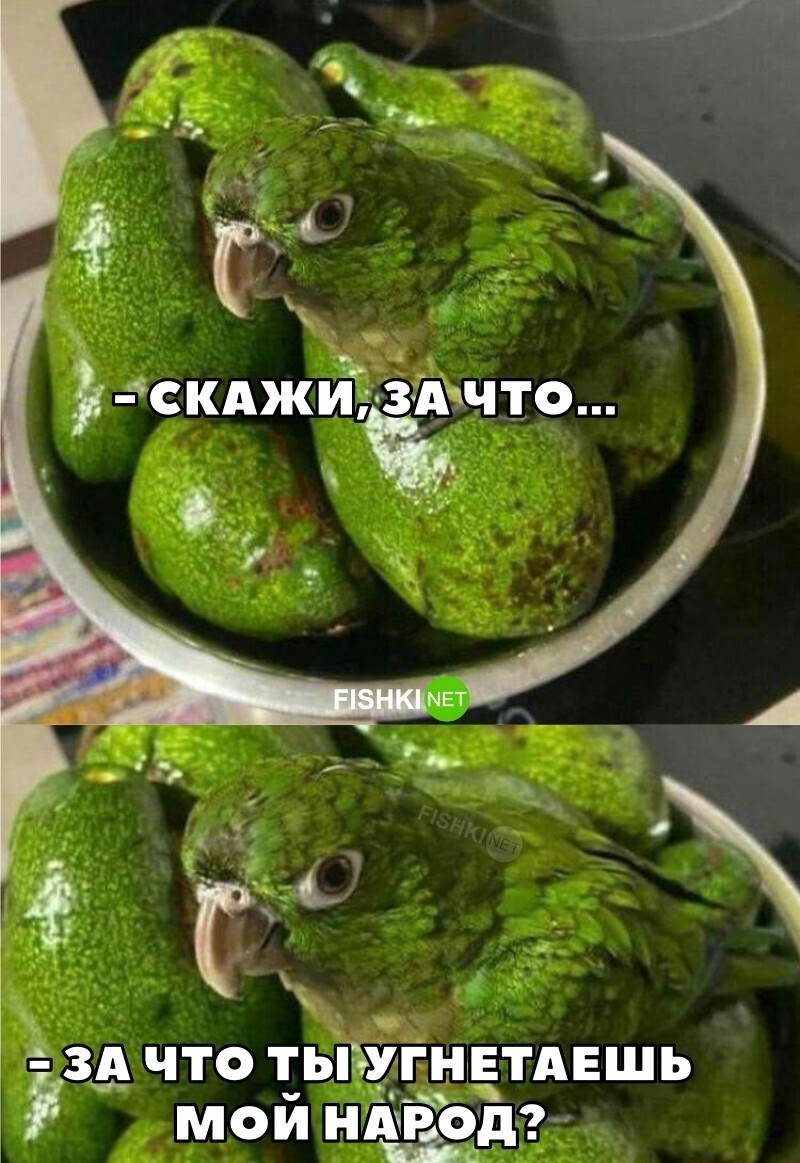 Чуть папугея не съел 