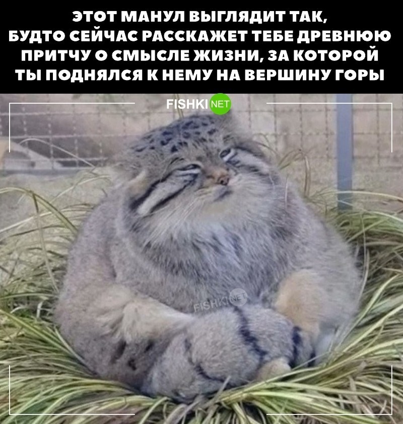 Тибетский манул