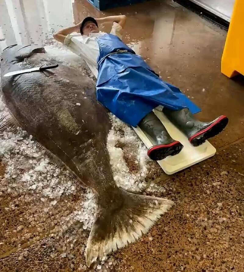Рыбаки в Шотландии поймали огромного палтуса