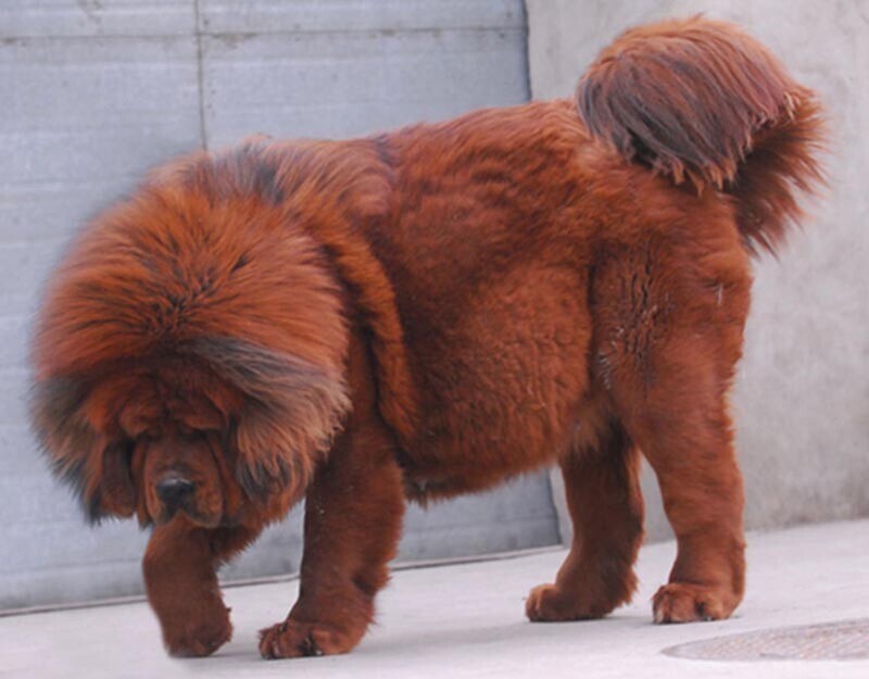 Самая большая и дорогая собака в мире - Тибетский мастиф