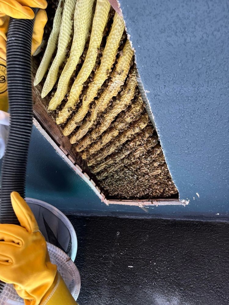 Пожизненный запас мёда под потолком обычной квартиры