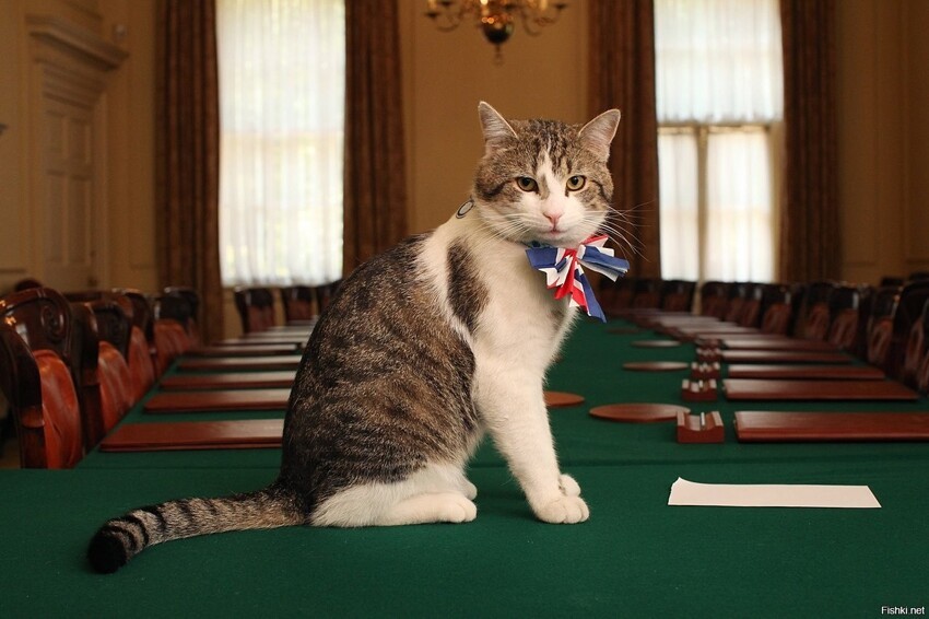 С 16 февраля 2011 года кот Ларри занял должность Главного Мышелова Резиденции...