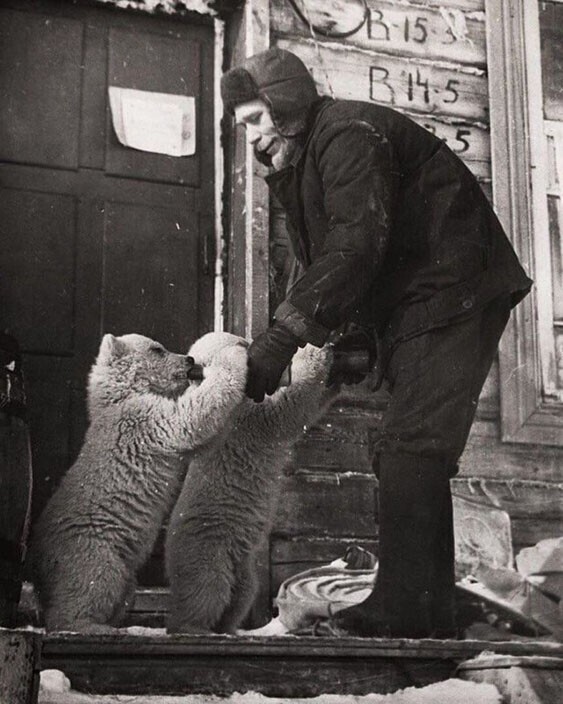 Сотрудник метеостанции кормит осиротевших медвежат. Новая Земля, 1970 год