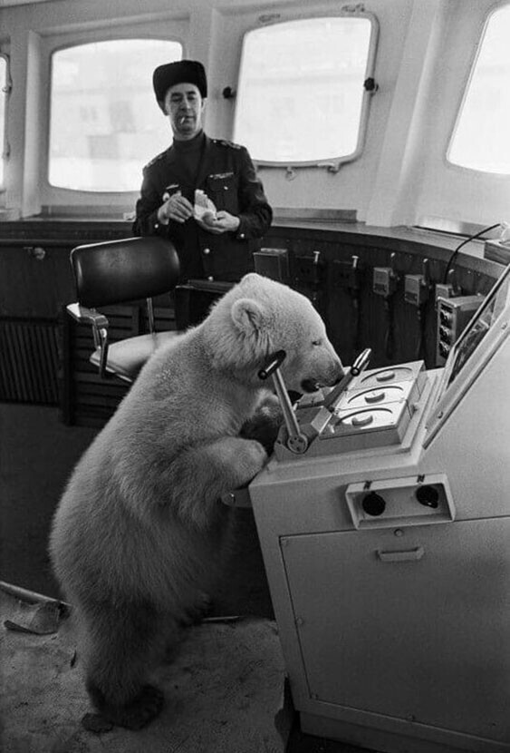 Настоящий капитан севера: белый медведь Мишка на борту ледокола "Мурманск"