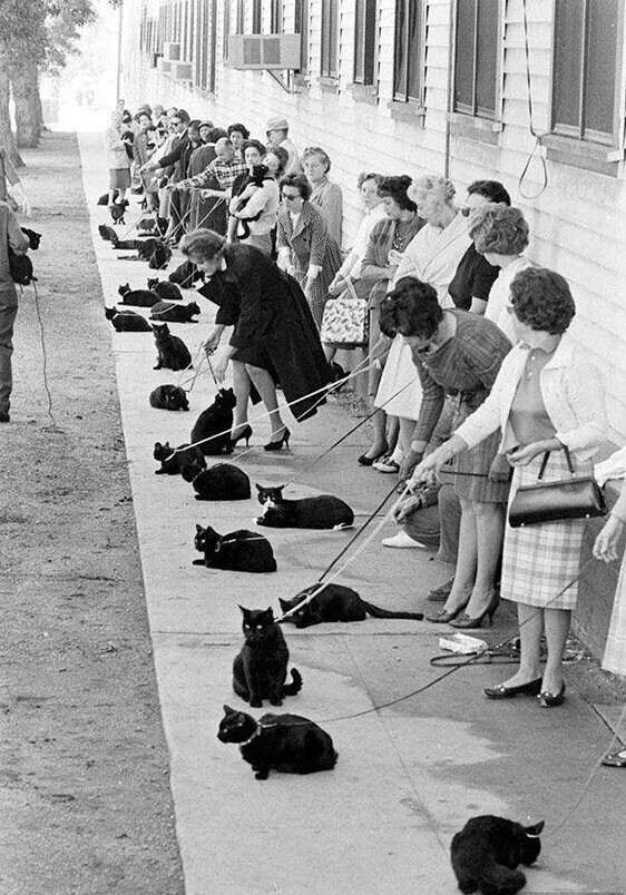 1950-е годы. Голливуд. Объявлен кастинг «Требуется черный кот с задатками артиста на роль монстра в новом фильме ужасов»