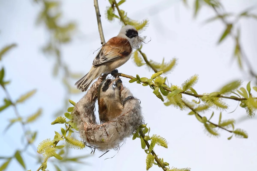 Ремез обыкновенный: Жизнь этих птиц — реалити-шоу. Их самки до последнего скрывают, что снесли яйца. Иначе самец просто уйдёт из семьи!