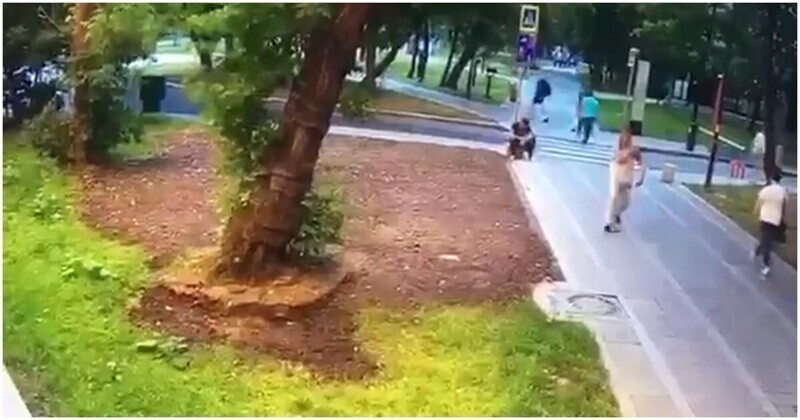 Момент падения дерева на мужчину во время урагана в Москве попал на видео