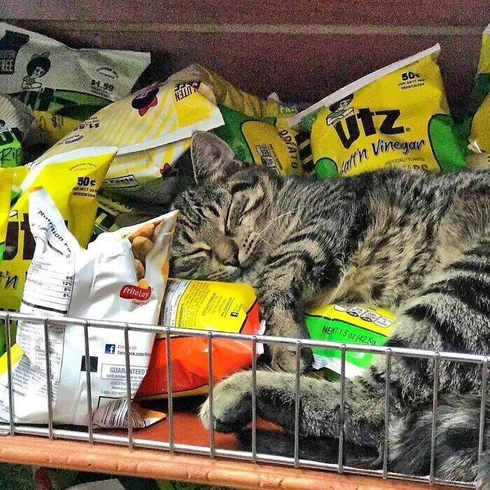 Коты, которые оккупировали магазины - и не собираются уходить