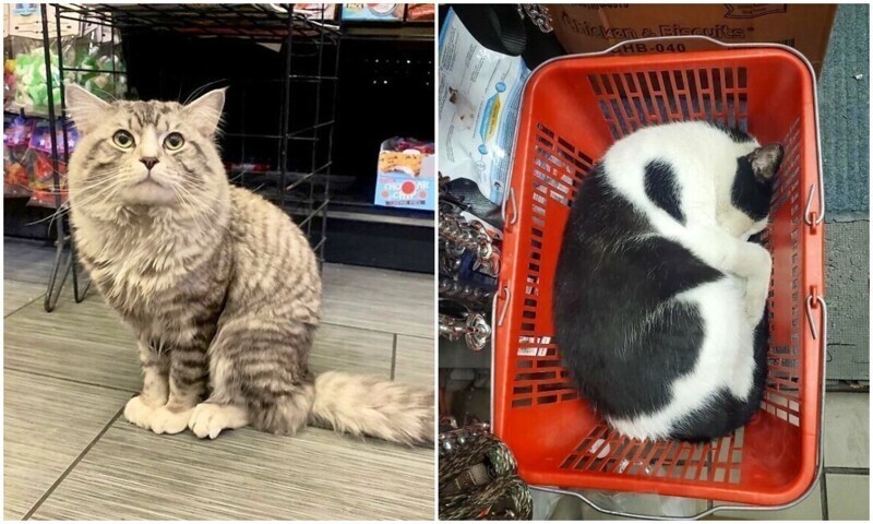 Коты, которые оккупировали магазины - и не собираются уходить