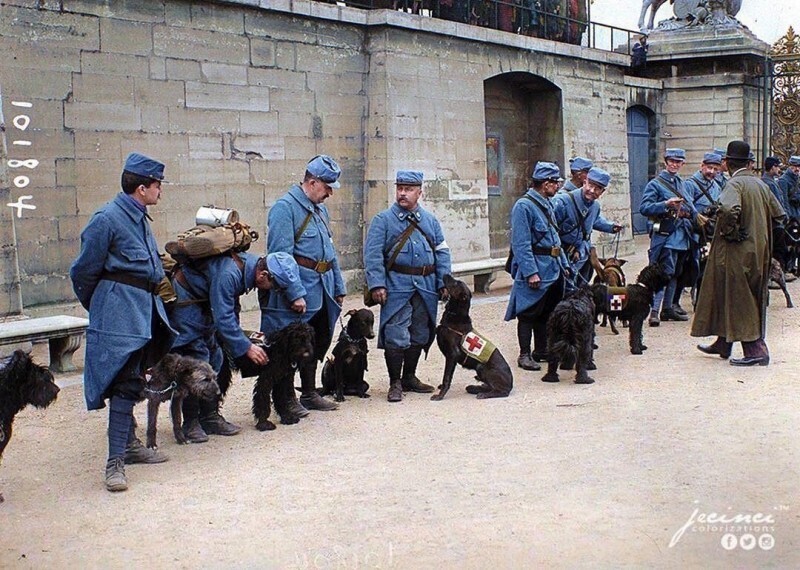 Группа французских санитаров со специально обученными собаками. Париж, сад Тюильри. 1915 год