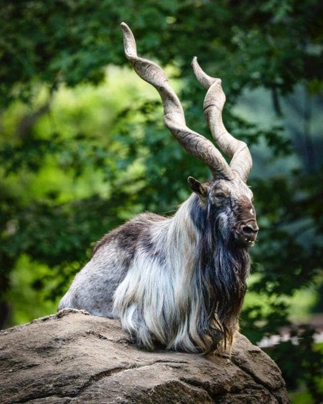 12 животных с невероятными рогами, которые завораживают своей красотой и величием