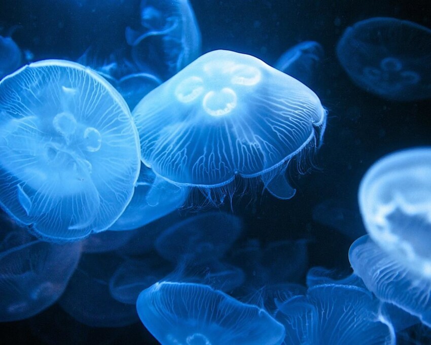 Практически все медузы прозрачны