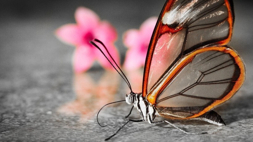 Бабочка Грета Оро и ее прозрачные крылья