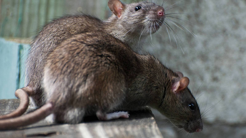 Длинноволосая крыса: Плодятся быстрее, чем кролики. В сезон дождей у них до 12 деток каждые 3 недели. Так начинается нашествие орды