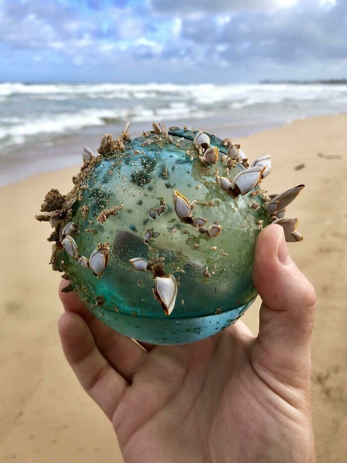 26. "Прогуливаясь по пляжу на Гавайях, мы с женой нашли стеклянный шар, ставший домом для небольшой морской экосистемы"