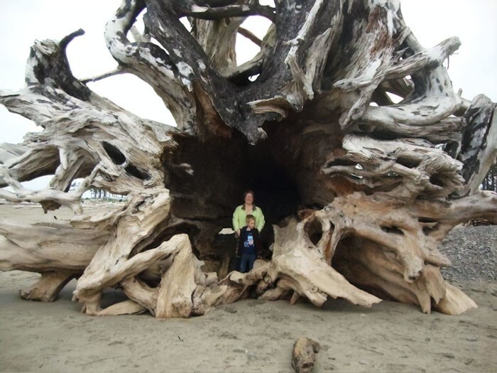 24. "Дерево, выброшенное на берег в Ла-Пуш, штат Вашингтон"