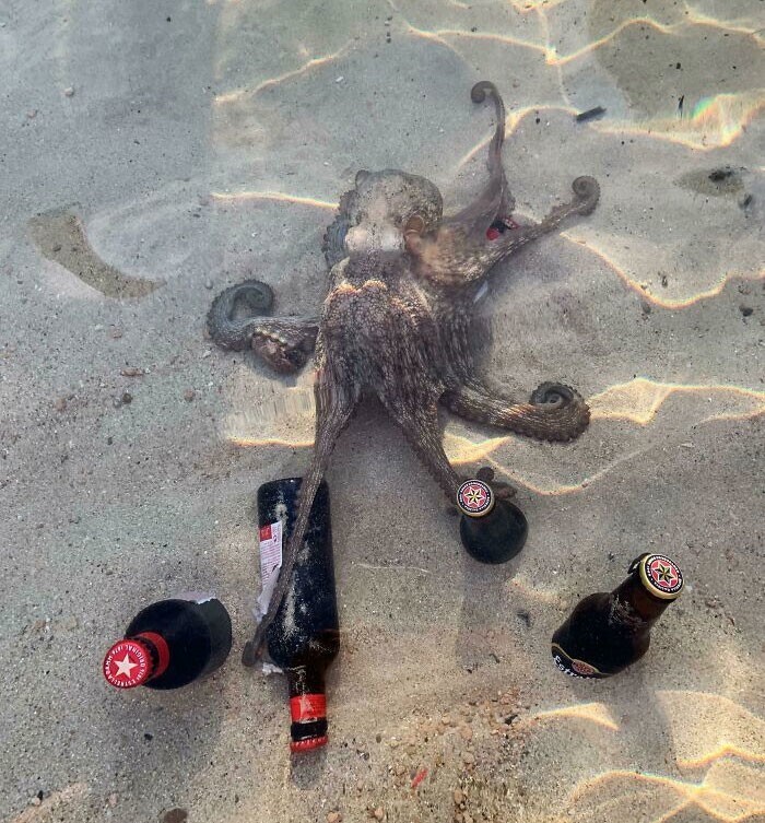 14. "Я просто пытался охладить пиво в море, а осьминог его украл"