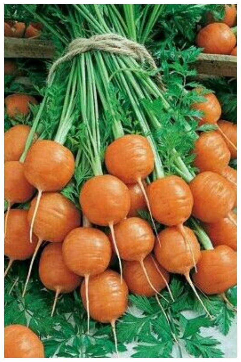 Это не редис, это тоже морковь