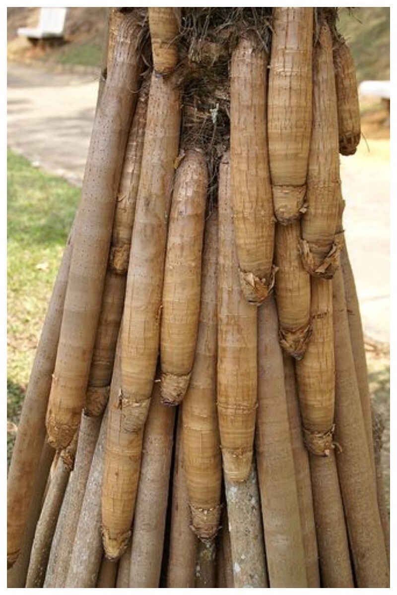 Корни дерева Пандано (Pandanus Utilis Bory)