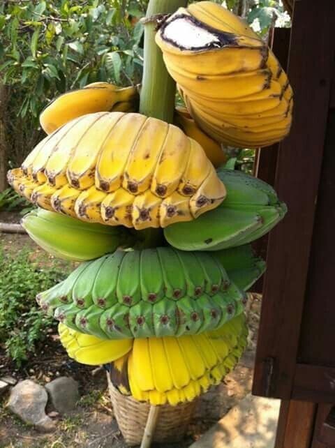 Непривычные бананы
