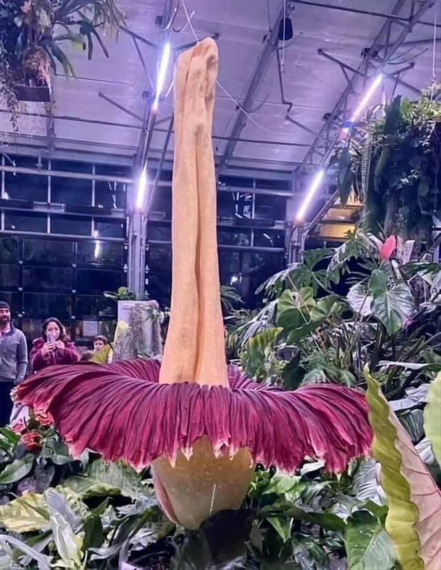 Самый большой цветок в мире, а не девушка, висящая вниз головой 