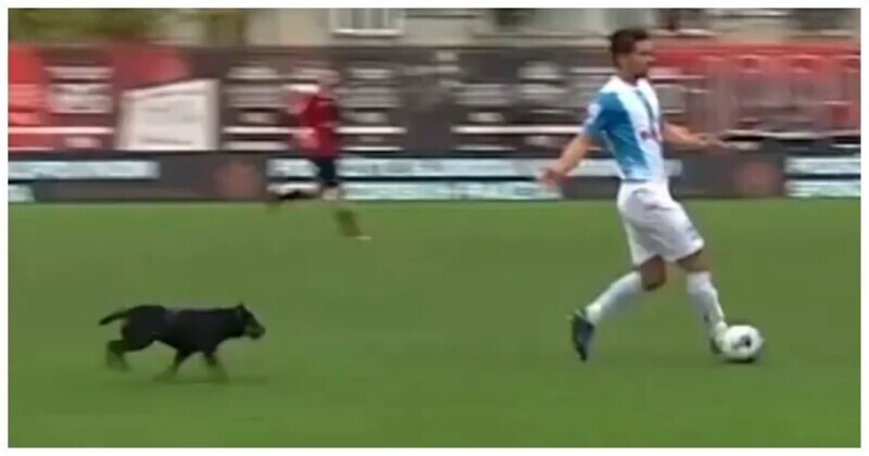 Игривый пёс  отобрал мяч у футболиста