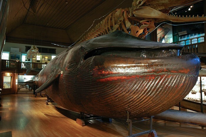32. Единственное в мире чучело синего кита находится в Гётеборге, Швеция