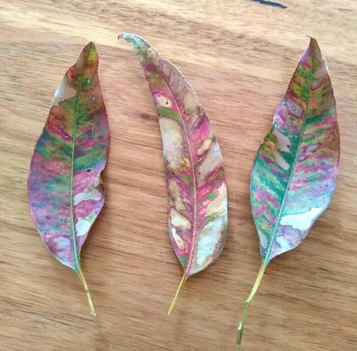 17. Разноцветные листья эвкалипта зимой в Австралии
