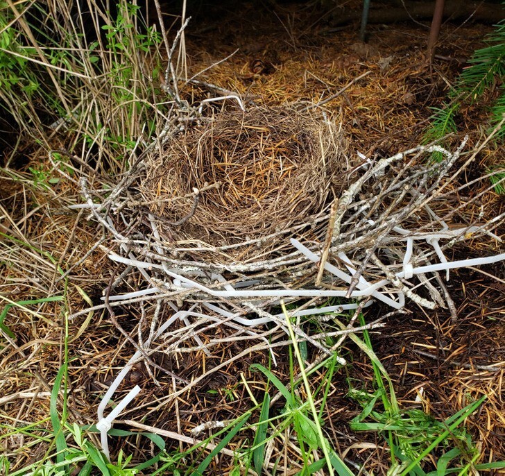 24. Птица построила гнездо из кабельных стяжек