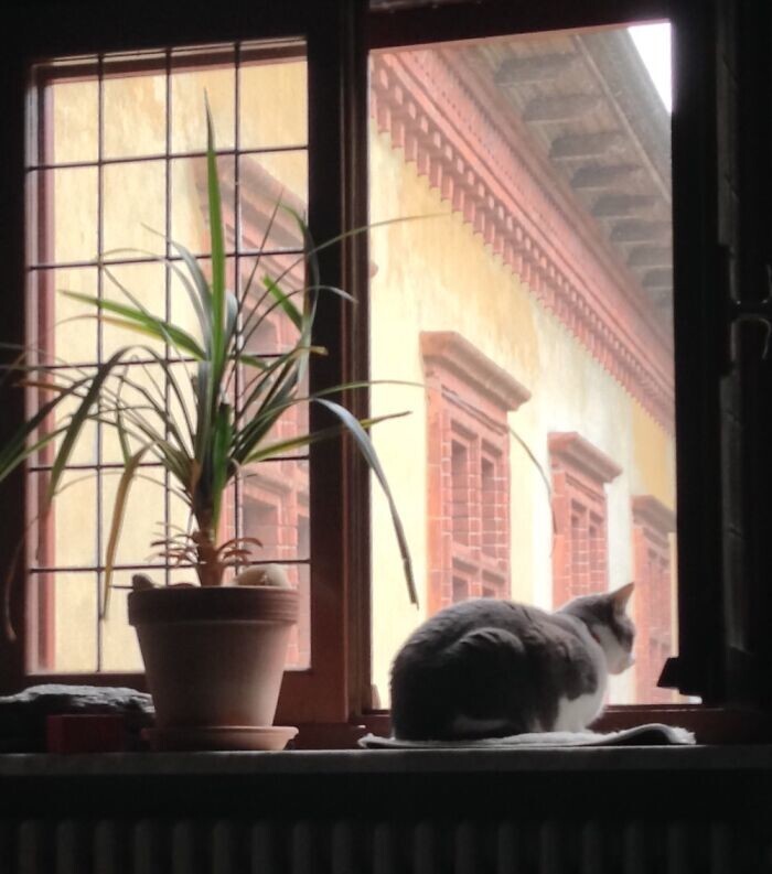 11. "Моя кошка Нена смотрит в окно нашей квартиры на севере Италии"