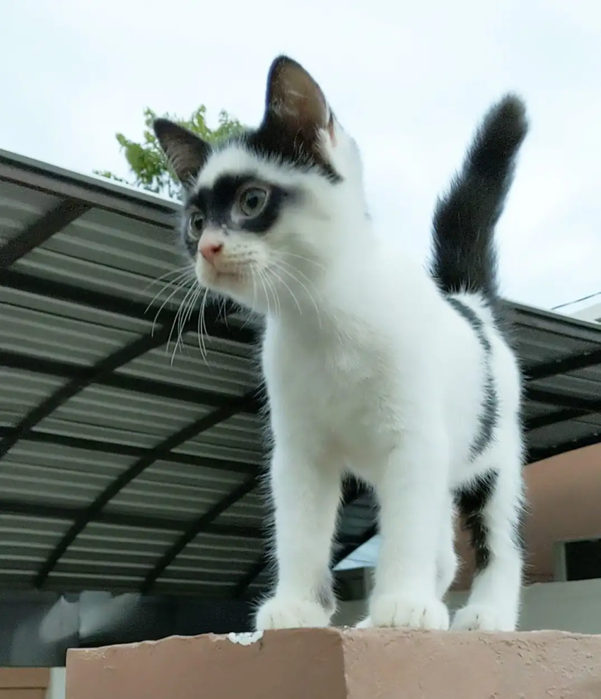 Индонезийские коты на защите слабых и угнетенных