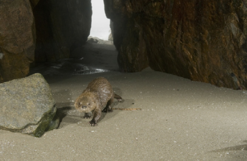 Кошачья выдра: Самое маленькое морское млекопитающее живёт среди скал и волн. Как противостоять бушующему океану, когда ты размером с кошку?