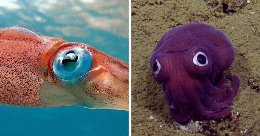 12 животных, у которых настолько большие глаза, что вы утонете в них с первого взгляда