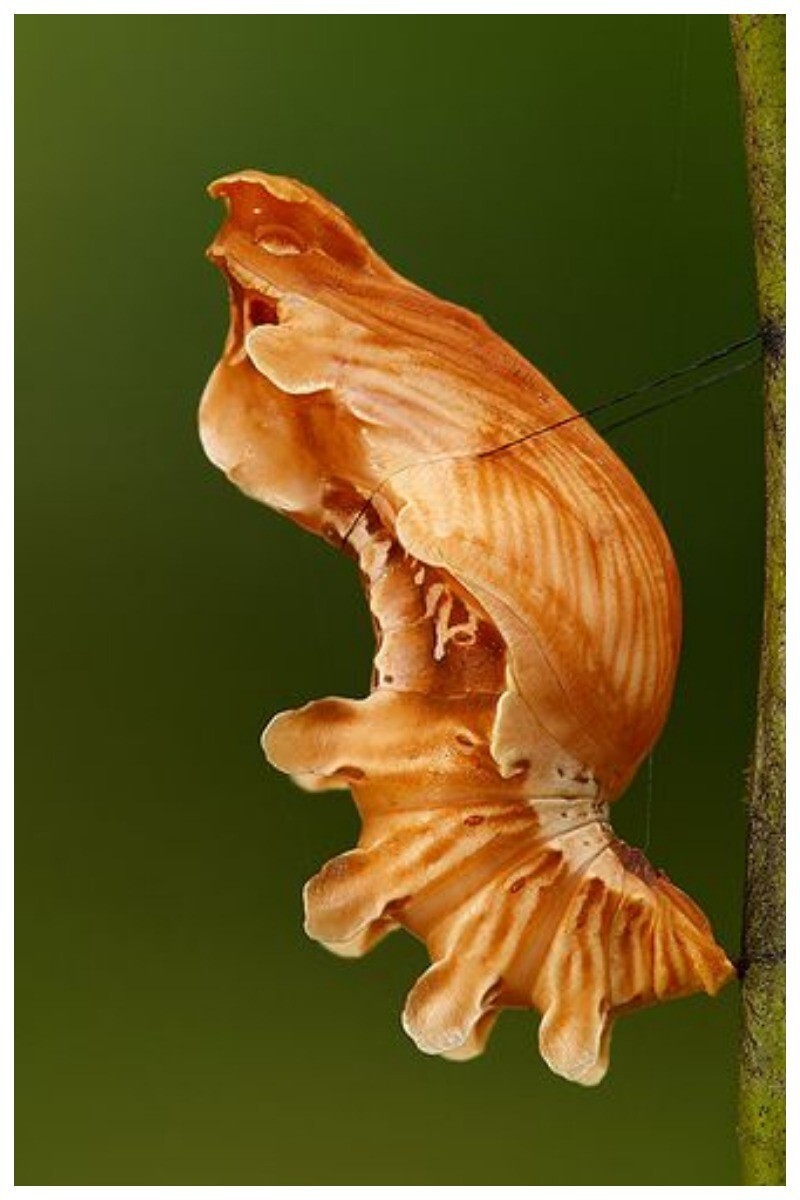 Pachliopta Aristolochiae Butterfly