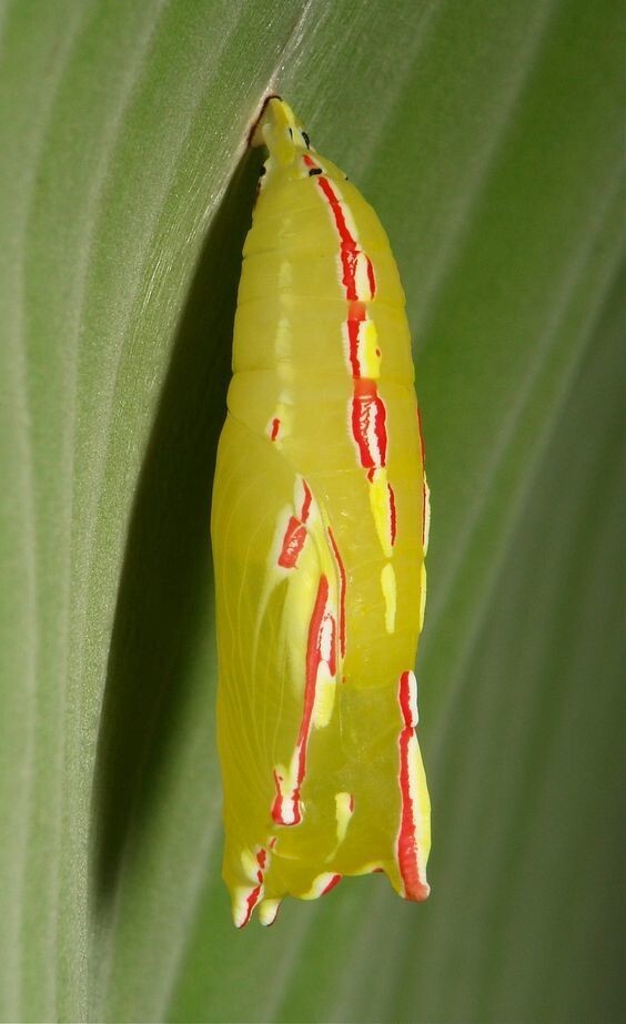 Куколка (Elymnias sp., Satyrinae, Nymphalidae)