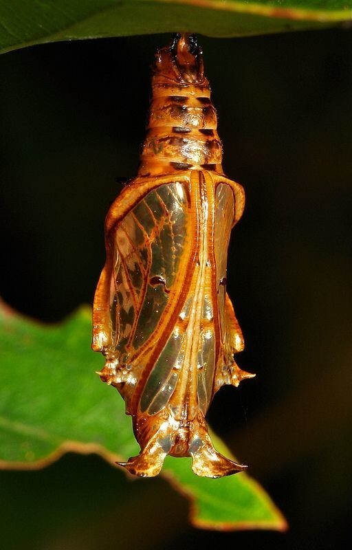 Athyma sp., Nymphalidae