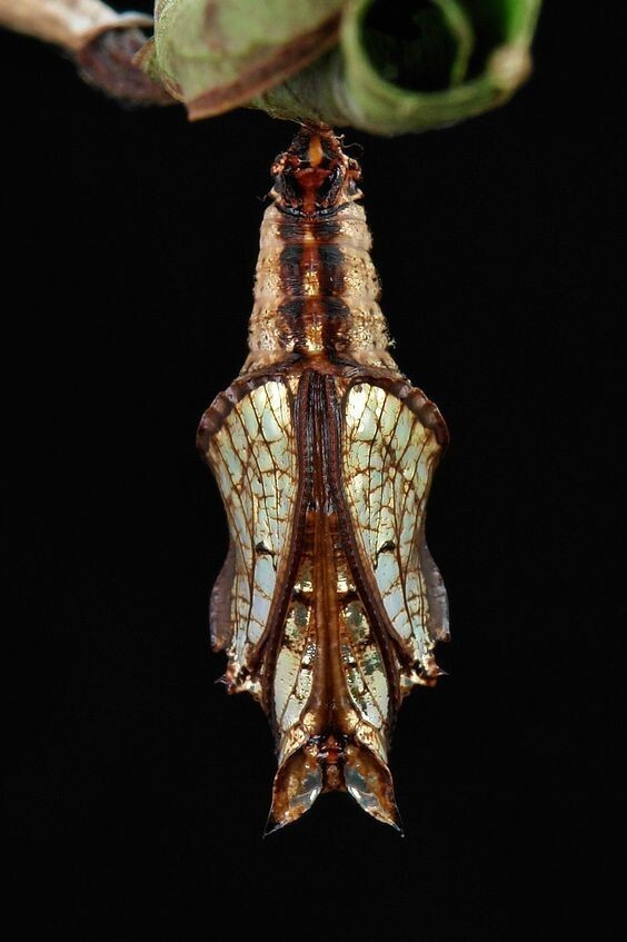 Обыкновенная бабочка-сержант Куколка (Athyma perius, Nymphalidae)