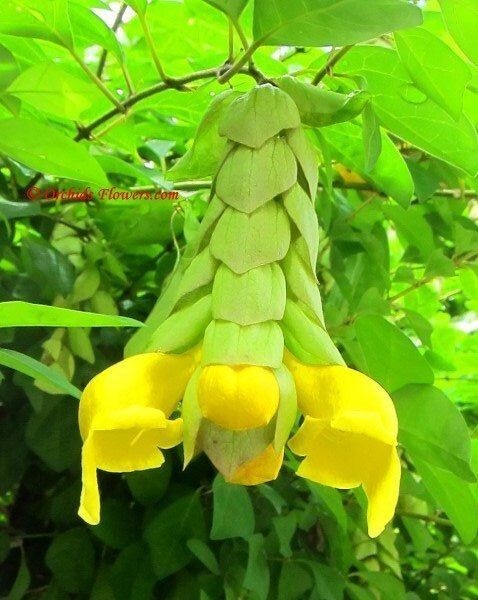 Орхидея Клюв попугая