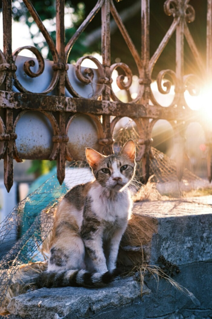 Фотограф гуляет по Кипру и делает фото бродячих кошек
