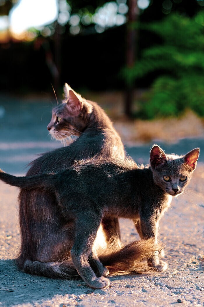 Фотограф гуляет по Кипру и делает фото бродячих кошек