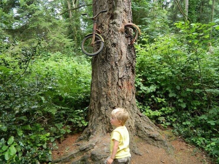 Дерево выросло, сделав своей частью велосипед