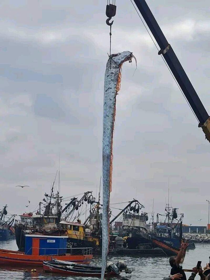 Группа рыбаков из города Арика, Чили поймала "сельдяного короля" длиной 6 метров