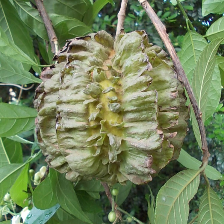 Карпотроше бразильская (Carpotroche brasiliensis)