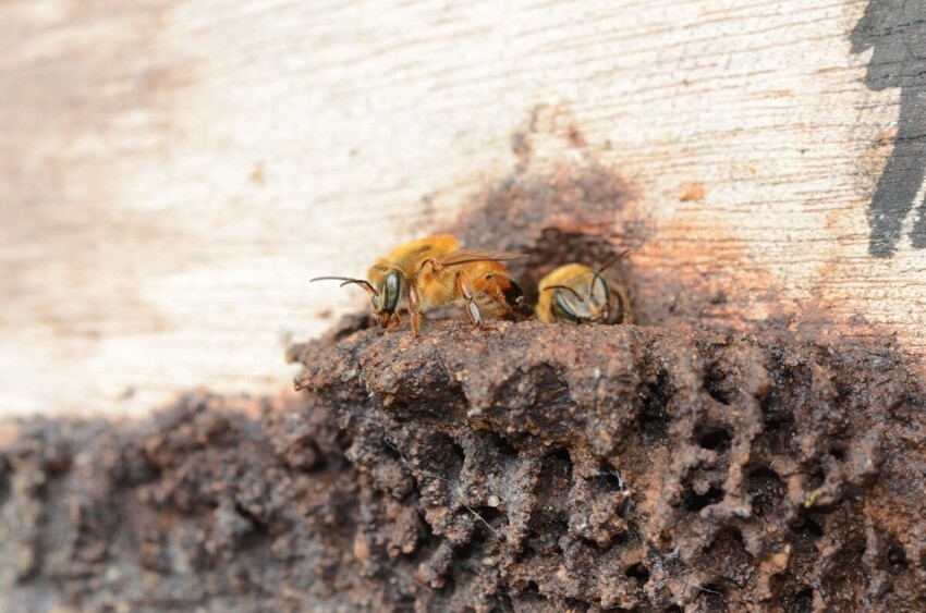 Четырёхполосные мелипоны: У этих пчёл нет жала, но зато в каждом улье на входе стоит злой и очень требовательный вышибала